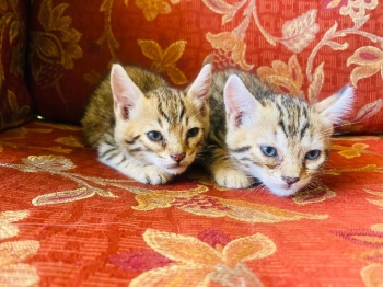 Gatos gato gata gatas bengalí bengal  gatitos gatitas  gato de bengala