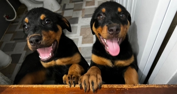 Oferta cachorro rottweiler ambos sexo  en santo domino y vacunados