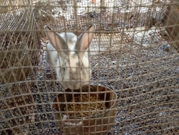 Venta de conejos  en santo domingo este