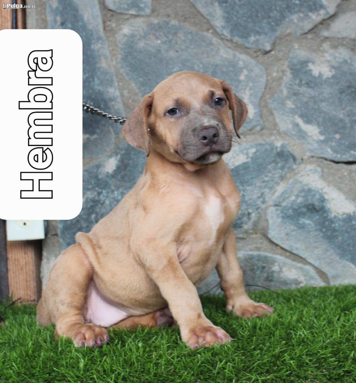 Hermos cachorros American Bully XL con pedigrí disponibles.  Foto 7154881-3.jpg