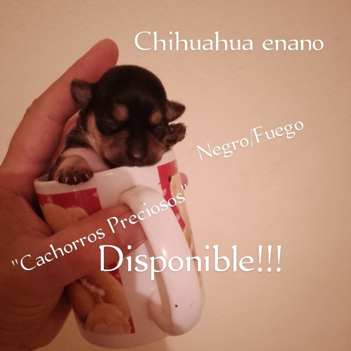 Chihuahua Enanos Foto 7225028-l1.jpg