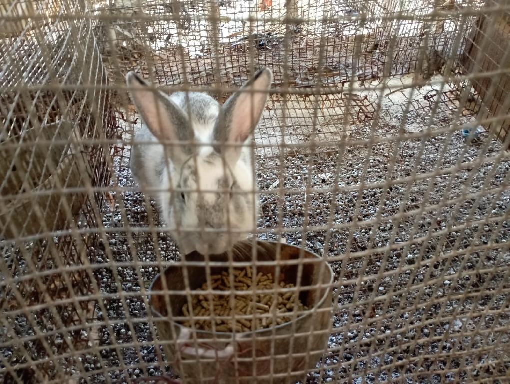 Venta de conejos  en Santo Domingo Este Foto 7226981-2.jpg
