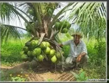 Matas de coco enano