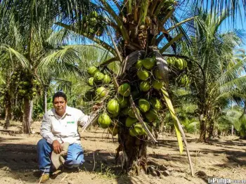 Matas de coco enano