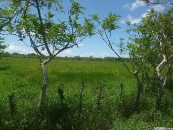 Fincas ganado arroz cacao limon platano guineo playa vacas