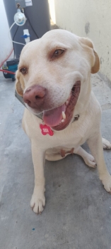 Perro de raza labrador y golden.. malinoi