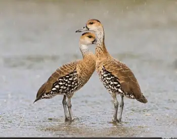 Pareja de yaguasa