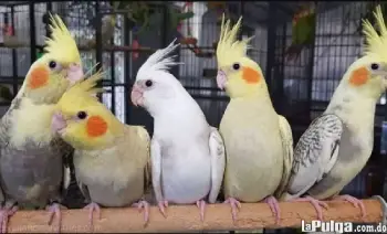 Cacatua ninfa