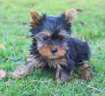 Yorkshire terrier