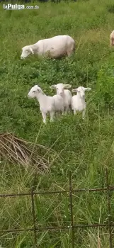 Oveja de pura raza dorper katadin y santa inés