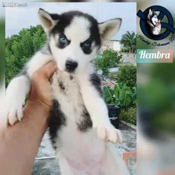 Husky siberiano hembra