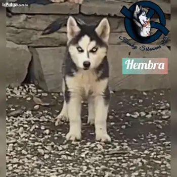 Husky siberiano hembra