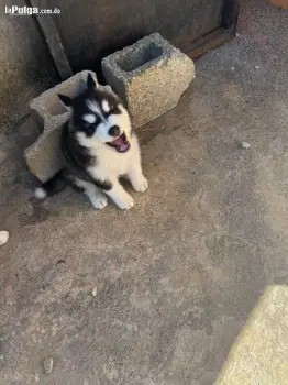 Husky siberiano con malamute