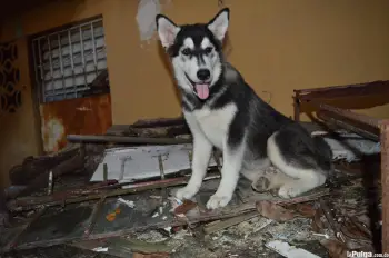 Husky siberiano