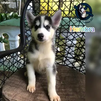 Husky siberiano hembra