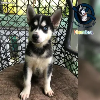 Husky siberiano hembra