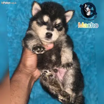 Husky siberiano macho