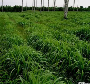 La vega terreno en venta 9875 m2 para crianza de peces y otros