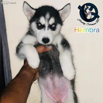 Husky siberiano