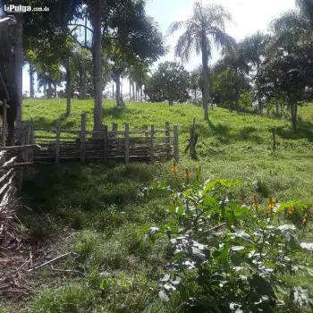 Vendo finca de 530 tareas con cacao y es ganadera tambien