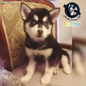 Husky siberiano hembra