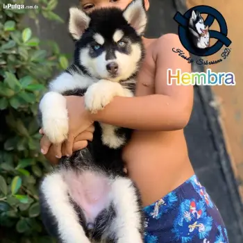 Husky siberiano hembra