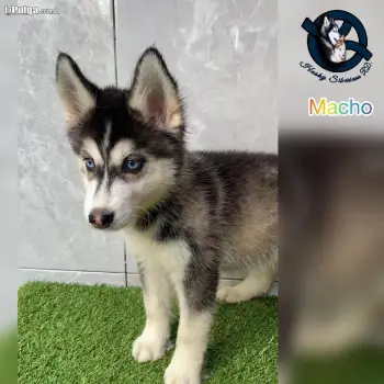 Husky siberiano macho