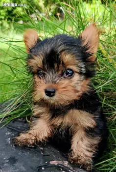 Yorkshire terrier con pedigrí