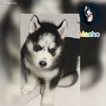 Husky siberiano macho