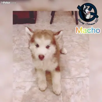 Husky siberiano macho