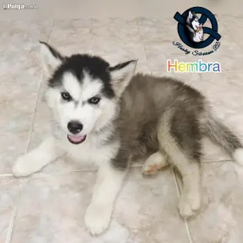 Husky siberiano hembra