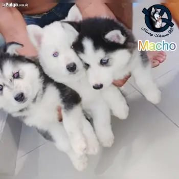 Husky siberiano machos