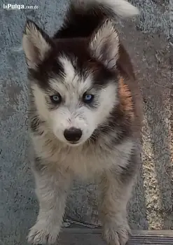 Husky siberiano machos