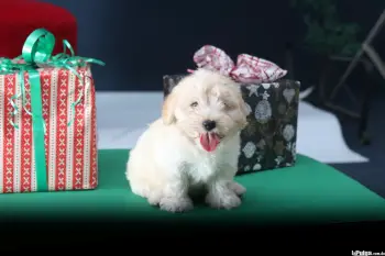 Maltipoo  en la romana