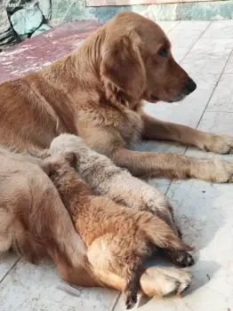 Cachorros golden retriever