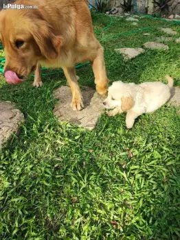 Cachorros