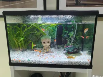 Súper oferta! pecera de 5 galones 19 litros led. acuario con led