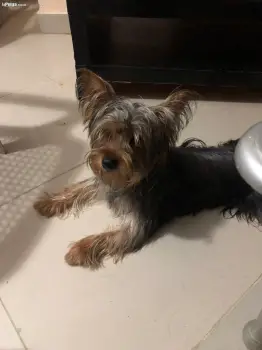 yorkie padrote busca novia encate