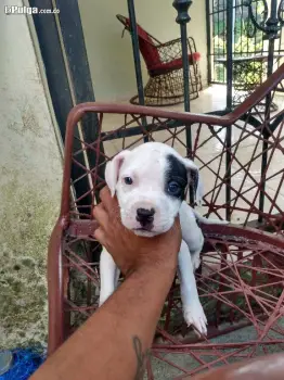 Pitbulls cachorros  en san francisco