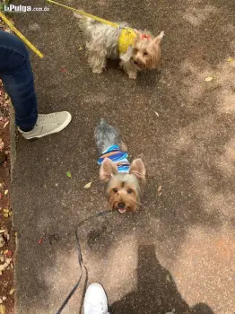 Yorkie terrier con pedigree