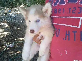 Husky macho pelo largo