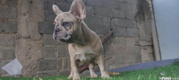 Cachorros bulldog francés