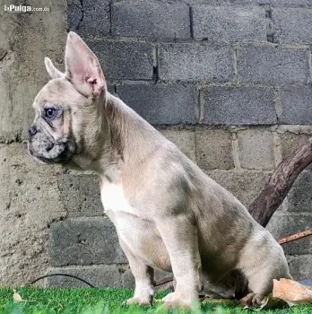 Cachorros bulldog francés