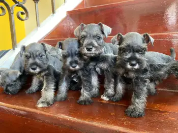 Schnauzer