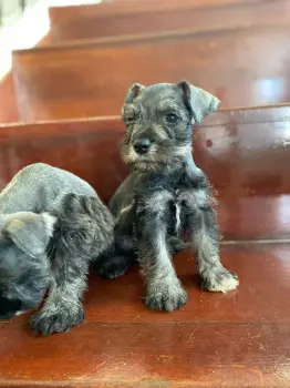 Schnauzer