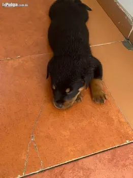 Cachorros rottwialer macho