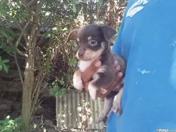 Chihuahua macho