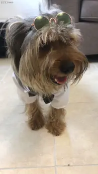 Yorkie padrote busca novia encate