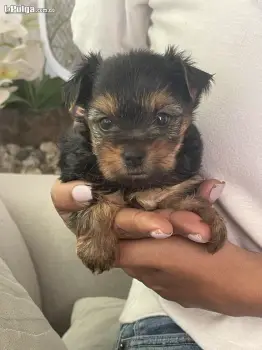 Cachorras  yorkie