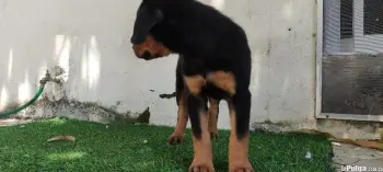 Cachorros rottwialer hembras